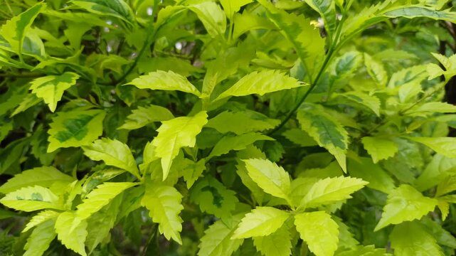 Bright Duranta erecta leaves show smooth texture and vibrant green tones, creating a fresh and natural botanical scene.