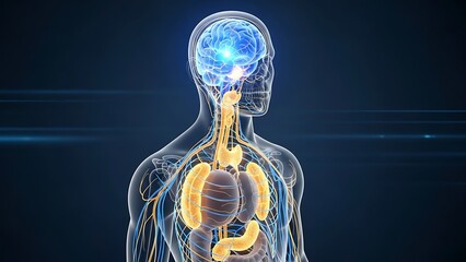 Human Anatomy Illustration - Brain, Lungs, and Digestive System.