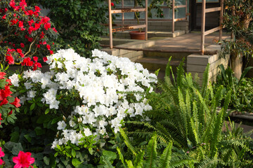 Azalea Flowers in a Greenhouse, blooming azalea