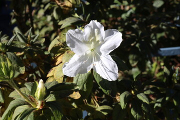 Winter flower Azelia is most popular flower