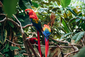 Vibrant scarlet macaws perched on branches inside the tropical habitat at the Montreal Biodome © Andrei Antipov