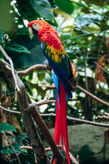 Vibrant scarlet macaws perched on branches inside the tropical habitat at the Montreal Biodome