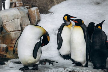 Group of king penguins standing on snow inside a zoo enclosure