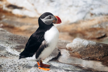 A single puffin standing on a rocky surface inside a zoo enclosure