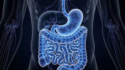 Human Digestive System Anatomy Illustration - Stomach, Intestines, and Liver.