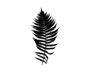 Fern leaf silhouette isolated on white background