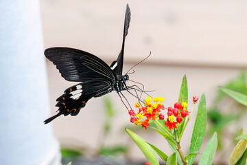 美しいモンキアゲハ（アゲハチョウ科）。
ランタナ（クマツヅラ科）の花の蜜を吸っている。
英名学名：The Red Helen, Papilio helenus, swallowtail Butterfly
Lantana, Lantana camara
ヒリゾ浜
静岡県伊豆半島南伊豆町中木-2025
日本有数のシュノーケリングスポット。
夏の数カ月間だけ渡し船で行ける。
水質透明度魚影が素晴らしい