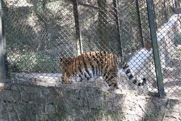 A Wild Tiger in darjeeling ZOO