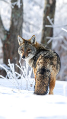 Naklejka premium Wild Wolf Portrait in Snow-Covered Wilderness 