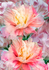 Fototapeta premium Floral spring background. Peonies flowers and petals flowers. Close-up. Greeting card. Nature.