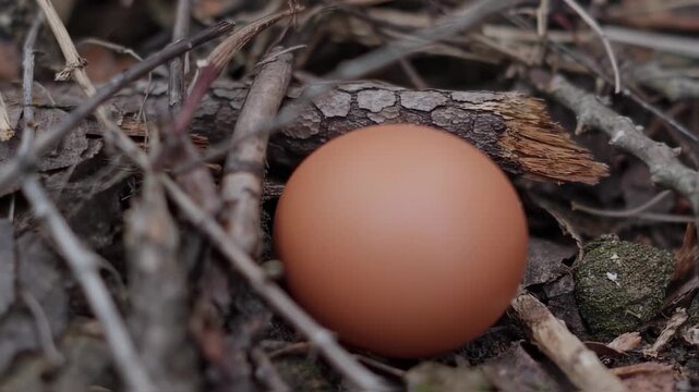 Single Brown Egg Resting in a Natural Forest Bed of Twigs and Leaves