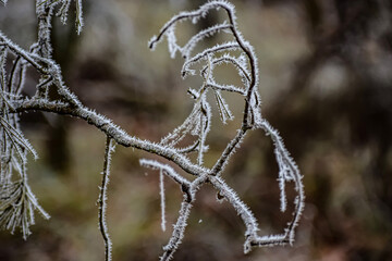 Thin branches with crystalline texture on a soft blurred background