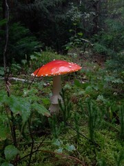 Amanita muscaria, fly agaric