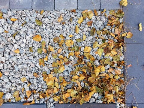 Dry autumn leaves on gravel stones. Natural seasonal background with yellow foliage on grey surface, symbol of fall and change of seasons.