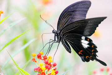 美しいモンキアゲハ（アゲハチョウ科）。
ランタナ（クマツヅラ科）の花の蜜を吸っている。
英名学名：The Red Helen, Papilio helenus, swallowtail Butterfly
Lantana, Lantana camara
ヒリゾ浜
静岡県伊豆半島南伊豆町中木-2025
日本有数のシュノーケリングスポット。
夏の数カ月間だけ渡し船で行ける。
水質透明度魚影が素晴らしい