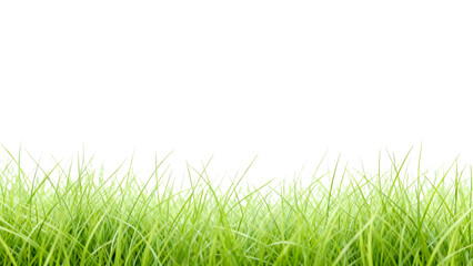 Fototapeta premium Green grass growing in bright atmosphere with soft sunlight illuminating the blades during clear day