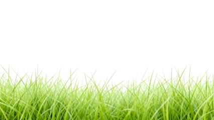 Green grass growing in bright atmosphere with soft sunlight illuminating the blades during clear day