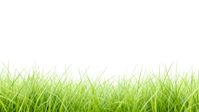 Green grass growing in bright atmosphere with soft sunlight illuminating the blades during clear day