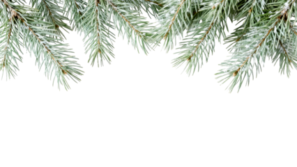 Winter evergreen branches create a festive and natural decoration for holiday celebrations and winter gatherings with a fresh feel