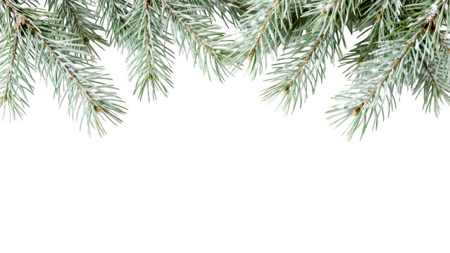 Winter evergreen branches create a festive and natural decoration for holiday celebrations and winter gatherings with a fresh feel - Powered by Adobe