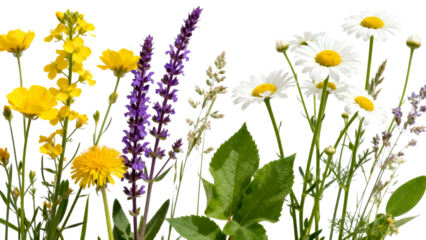 Colorful wildflowers arranged in a row showcasing nature's beauty in a bright setting
