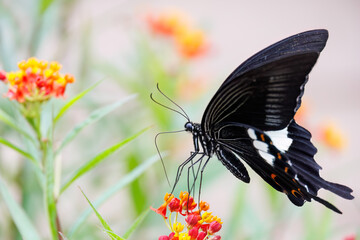 Fototapeta premium 美しいモンキアゲハ（アゲハチョウ科）。 ランタナ（クマツヅラ科）の花の蜜を吸っている。 英名学名：The Red Helen, Papilio helenus, swallowtail Butterfly Lantana, Lantana camara ヒリゾ浜 静岡県伊豆半島南伊豆町中木-2025 日本有数のシュノーケリングスポット。 夏の数カ月間だけ渡し船で行ける。 水質透明度魚影が素晴らしい