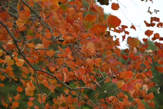 red Chinese tallow leaves with seeds in the branch in autumn day