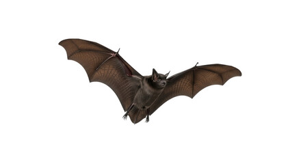 Flying bat isolated on transparent background
