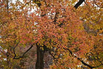 orange Chinese tallow leaves in the forest in autumn