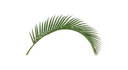 Palm leaf isolated on transparent background