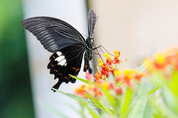 Fototapeta premium 美しいモンキアゲハ（アゲハチョウ科）。 ランタナ（クマツヅラ科）の花の蜜を吸っている。 英名学名：The Red Helen, Papilio helenus, swallowtail Butterfly Lantana, Lantana camara ヒリゾ浜 静岡県伊豆半島南伊豆町中木-2025 日本有数のシュノーケリングスポット。 夏の数カ月間だけ渡し船で行ける。 水質透明度魚影が素晴らしい