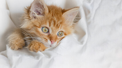 A gentle ginger kitten peeks out from a light duvet cover.