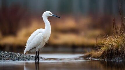Fototapeta premium Elegant egret in tranquil waters, reflecting nature's delicate harmony and beauty