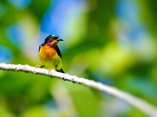 A male Ruby-cheeked Sunbird perched on a branch. It exhibits brilliant iridescent plumage, including a yellow chest and the namesake ruby-red cheek patch at Kaeng Krachan NP Thailand