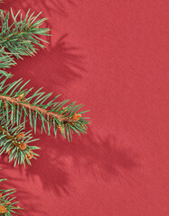 Fir tree branch close up with shadow