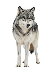Majestic gray wolf with amber eyes stands on a transparent background with copy space, gazing at the camera. Concept of wildlife power and natural beauty