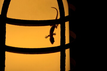 Lizard clinging to a lamp at night
