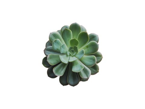 Top View of a Green Succulent Plant echeveria rosette isolated on a transparent background