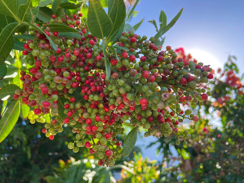 Schinus terebinthifolia or Brazilian peppertree, Aroeira or rose pepper, broadleaved pepper tree, wilelaiki or  Christmasberry against blue sky.