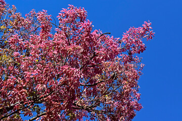 Monkey pot tree leaves (Lecythis pisonis) in Rio de Janeiro, Brazil