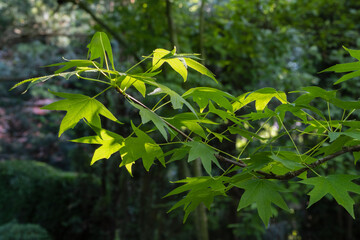 Close-up of the bright green leaves of sweet gum (Liquidambar styraciflua) basking in sun against the blurred background of lush evergreen garden. Selective focus. Design concept inspired by nature.