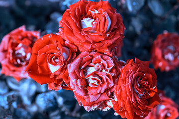  Red roses with distinct white or pale centers, blooming amidst a moody garden background. Soft lighting emphasizes the intricate, velvety texture and abundant petals of the flowers