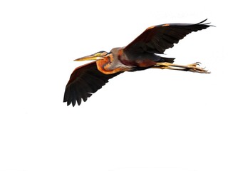 Purple Heron captured mid-flight full wing extension and body profile are visible, highlighting the bird's large size and deep, rich maroon and rufous-purple plumage at Bung Bua, Sam Roi Yot, Thailand