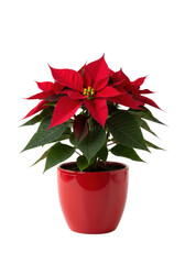 A perfect crimson poinsettia plant in a red ceramic pot isolated on a white background with a soft reflection Festive holiday decoration concept