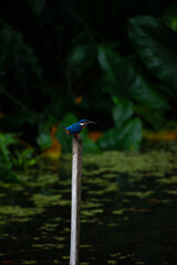 A Common kingfisher preparing to fly. Sri Lanka