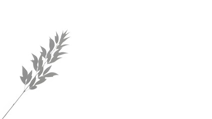 Minimalist Plant Leaf Shadow Overlay on White Background perfect for website banner, social media post, product mockup background, presentation slide, branding