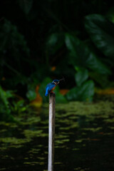 A Common kingfisher perched on a branch, splashing water.