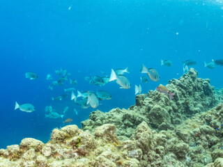 メジナ, Largescale Blackfish, Girella punctata, イスズミ科,
ホウライヒメジ,...