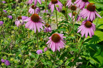 Pink echinacea flowers blooming vibrantly in a garden.