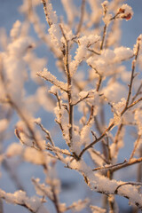 First frost, frost, and snow on plants